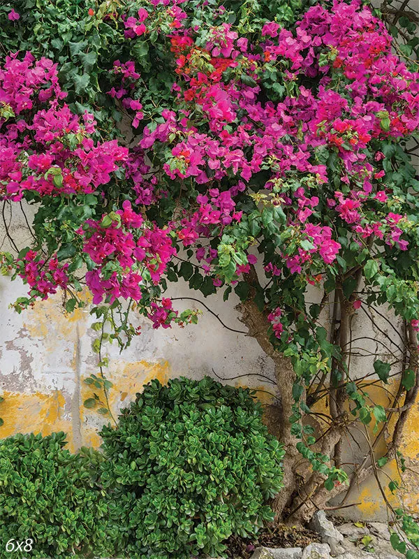 Bougainvillea Photo Backdrop