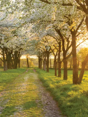 Dogwood Path Printed Photography Backdrop