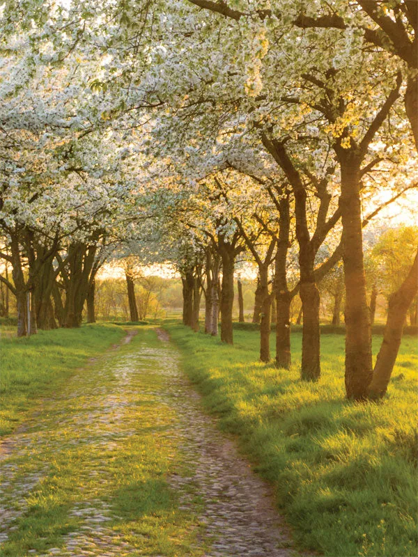 Dogwood Path Printed Photography Backdrop